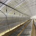 Side Ventilation Plastic Film Low Tunnel Greenhouse Single Span For Mushroom