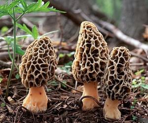 China Morchella mushroom Polysaccharides 10%,Morchella mushroom extract 10% on sale