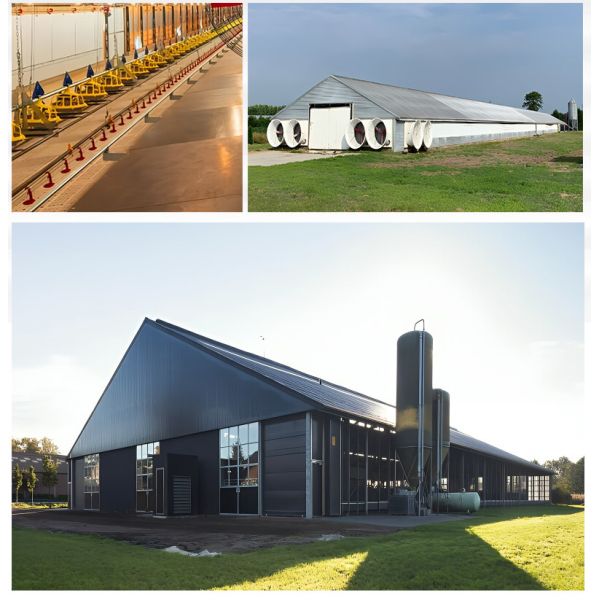 Steel Structure Layer House Customized for Egg Chicken Breeding Fast Installation