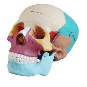 Wholesale 21cm Disarticulated Colored Skull Model For Studying Anatomy from china suppliers