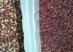 Coffee Beans Color Sorter , Electronic Colour Sorter 384 Channels 6 Chutes