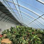 100.000kg Customization Flower Planting Drip Irrigation Vegetable Sunlight