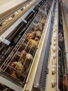 Wholesale Chicken Animals Battery Cages Layer System With Auto Feeder Drinker And Cleaner from china suppliers