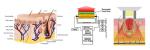professional permanent hair removal beauty equipment shr+ipl machine hot selling