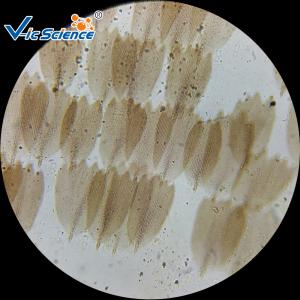 Wholesale Educational Animal Prepared Microscope Slides 30 Pcs For Middle School from china suppliers