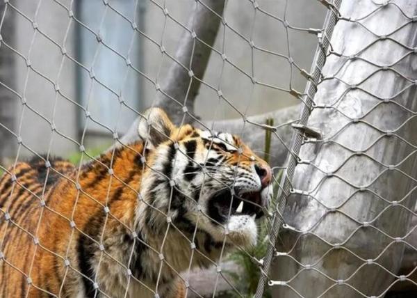 AISI316 Soft Zoo Animal Enclosure , Ferruled / Knotted Wire Mesh Fence For