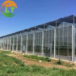 3m Height Large Glass Greenhouse for Tomato Planting in Skeleton Design