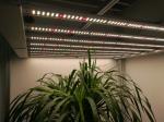 Waterproof IP65 AC100V Herb Grow Light