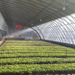 Arched Roof Aquaponics Greenhouse for Sunlight Sparay Irrigation and Flower