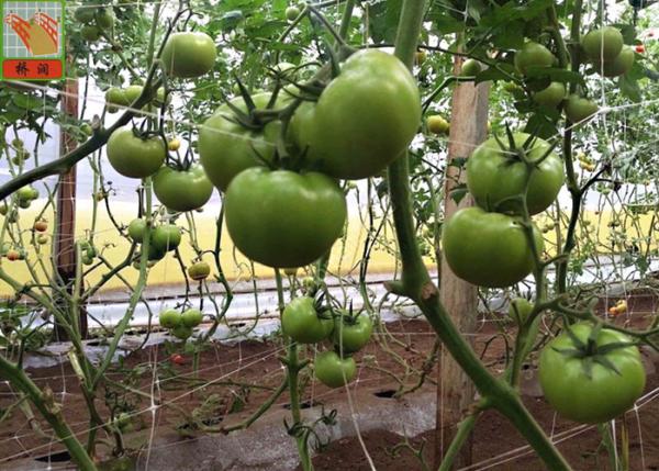 PP Agricultural Netting For Plant Support , White Color BOP Plastic Mesh Netting