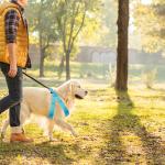 LED Light Up Dog Harness Night Waterproof Pet Vest OEM ODM Available
