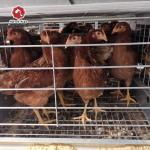 Poultry Farming Battery Chicken Cage Equipment H Type Fully Automatic For 50000