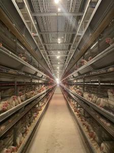 Wholesale Energy Saving Automatic Chicken Cage Sturdy Hitech Hen Cage Simple Structure from china suppliers