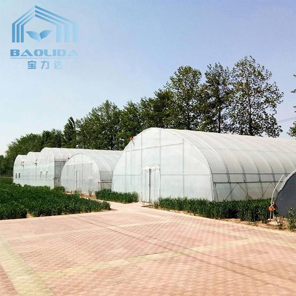 PE Film Growing Cabbage Agriculture Single-Span 10m Width Tunnel Plastic