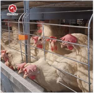 Wholesale Chicken Cages Egg Layer Poultry Equipment Layer Chicken Cage Automatic Farming Equipment from china suppliers