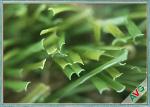 6800 Dtex Easy Care Pet Artificial Turf Grass Carpet For Balcony Banquet / Pet
