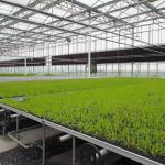 Hot Water Heating Multi-Span Seedling Glass Greenhouse for Hydroponics Stromal