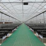 Galvanized Steel Pipe Arch Roof Type Plastic Film Greenhouse With Hydroponics