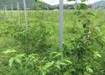 2.5mm Thickness Grape Vine Poles , Grape Growing Metal Post Stakes Long Using