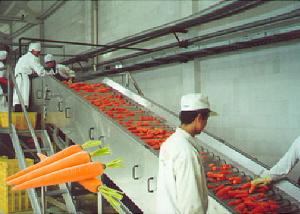 Wholesale Professional Carrot Processing Plant / Fruit And Vegetable Processing Equipment from china suppliers