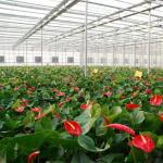 Hydroponic Growing Multi Shading Screen Glass Greenhouse with Steel Structure