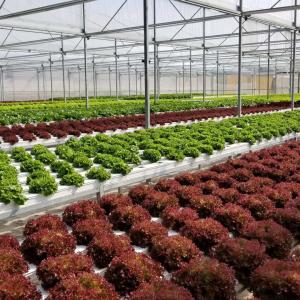 Wholesale Flat High Density Nft Grow System Nutrient Film Technique Hydroponic System from china suppliers
