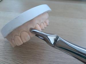 Wholesale Child Upper Jaw Extraction Forceps In Dentistry Silver Appearance Nice Looking from china suppliers