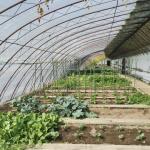 Sunlight Greenhouse Hydroponics Vegetable Production US Package Gross Weight 100