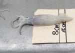 Iso22000 Frozen Illex Squid 18cm - 25cm Size 10kg Bill Of Loading