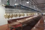 1500KG Poultry Slaughtering Equipment SS 304 Poultry Meat Processing Equipment