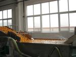 Full Automatic Fruit Processing Equipment Surfing Bubble Washing Machine