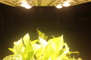 Wholesale 415W LED Grow Lights Full Spectrum Growing From Vegetate To Bloom , Grow Rooms / Tents from china suppliers