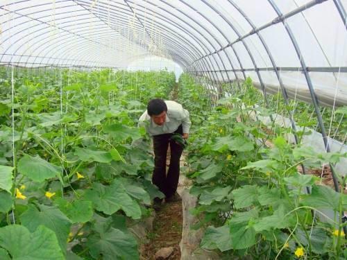 Cucumber Plant Single Tunnel Greenhouse Cover Material Plastic Film 0.12 / 0.15