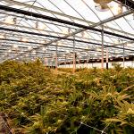 Herb Growing American 100% Dark Out Light Deprivation Green House Automated