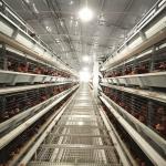 650x625x500mm Layer Chicken Cage