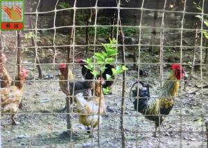 Wholesale High Strength Plastic Poultry Netting, Chicken Fence, 1.5M High, Gray Color, 20MM Hole Size from china suppliers