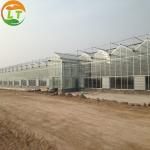 Customized Length Film Multi-Span Greenhouse with Film Cover at Affordable