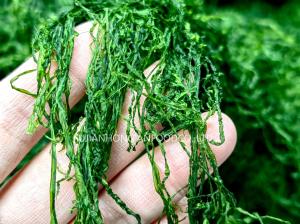 Wholesale Haccp Crispy Prolifera Seaweed Strips Emerald Green 150g Resealable Bag For Snacks Sushi from china suppliers