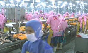 Wholesale 3.07KW Fish Descaling Production Line Assembly Shrimp Processing Conveyor Belts from china suppliers