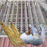 Flexible Prawn Deshelling Machine , Industrial Automatic Shrimp Peeler And