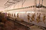 Durable Chicken Slaughtering Line Automatic Slaughtering Machine TUV Approved