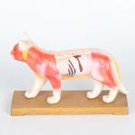 28cm Cat Acupuncture Model Chinese Medical Teaching Acupuncture Body Model PVC