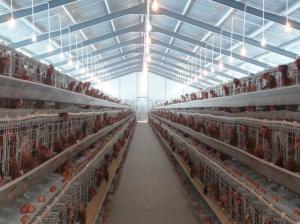 Wholesale PVC Down Pipe Poultry Farm Structure Chicken Shed With Grey paint Surface from china suppliers
