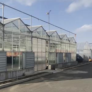 Wholesale Single Layer Glass Greenhouse for Horticulture Customized to Your Requirements from china suppliers