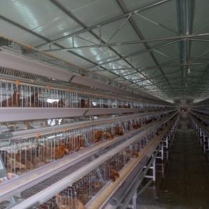 Wholesale 96 Birds Chicken Farm Poultry Cage With Ventilation Cooling System from china suppliers