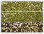 Multimode White Sesame Barley Melon Seed Color Sorter Fully Automatic