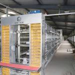 3 / 4 / 5 Tiers Layer Poultry Farm Cage , Custom Power Battery Hen Cages