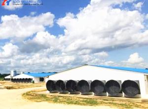 Wholesale Complete Chicken House /shed Farming Equipments for Breeder and Broiler from china suppliers