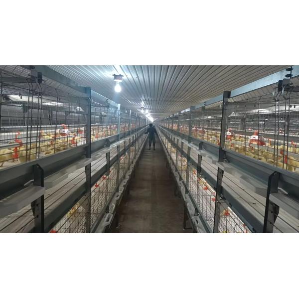 Durable Steel Poultry Houses Customizable Effective Easy Assemble For Modern Farms