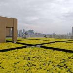 Modern Green Roof Trays The Ultimate Solution for Planting Flowers and